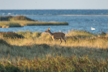 Rotwild am meer