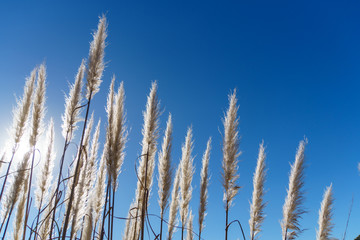 Fototapeta premium grass and sky