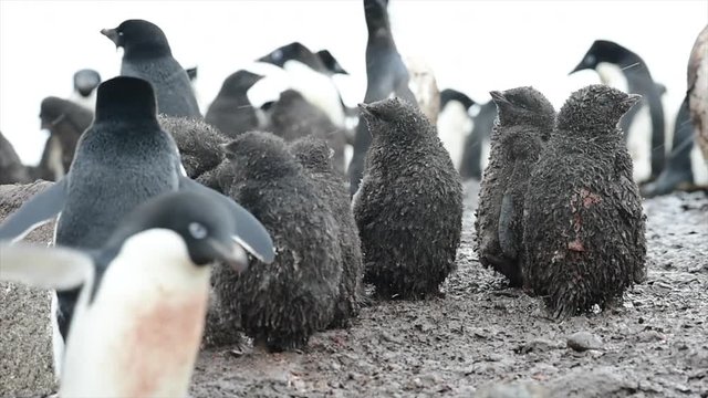 Adelie Penguin with chicks