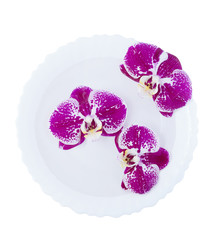 Three flowers of pink orchids in a white plate isolated on white background.