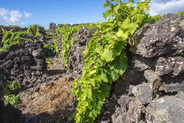 Traditional vineyard landscape of Pico Island, Azores, Portugal