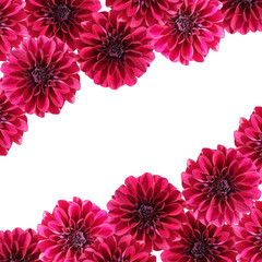 Beautiful floral background of burgundy dahlias
 