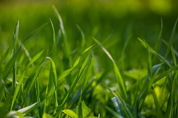 Green spring grass in close up