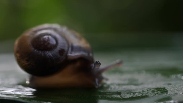 Life of snails in the nature
