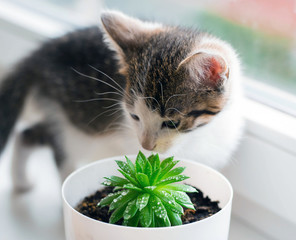 The domestic striped kitten plays with a succulent pot