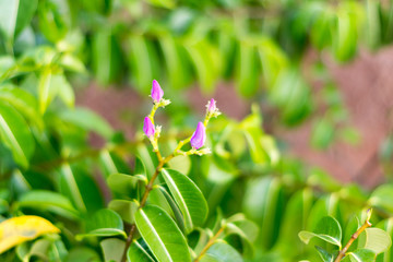Obraz na płótnie Canvas Small flower of tropical plant, Cayo Guillermo, Cuba