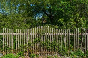 A wooden fence and an abandoned garden.
