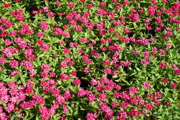 インパチェンス