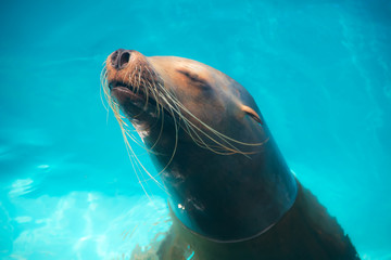 Obraz premium A Water seal thinking deep