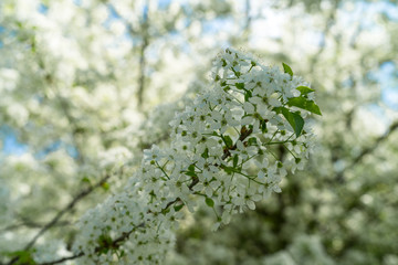 Flowers of bird cherry (Prunus padus) close-up.