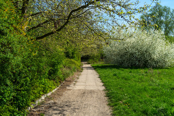 Path in the spring park. Flowering trees in the background.