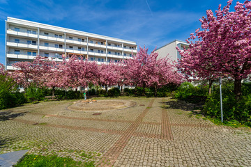 Spring sakura bloom The courtyard of the city quarter.