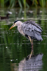 Grey Heron (Ardea cinerea) reflected in the water, watching for fish
