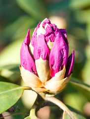 Rhododendron (azalea ) buds of purple color in the spring garden