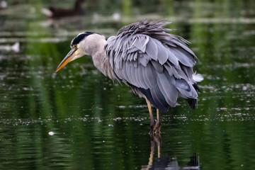 Grey Heron (Ardea cinerea)