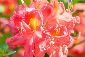 Rhododendron (azalea ) flowers of various colors in the spring garden