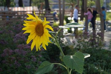 One yellow sunflower in the Park