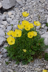 Papavero giallo di montagna -  Papaver rhaeticum