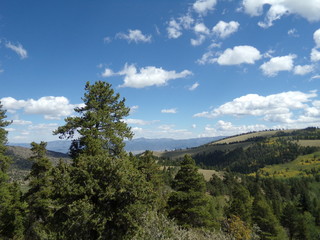 View from the Trees