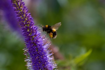 Bee Coming in to Land