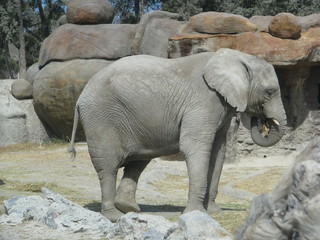 Naklejka premium elephants