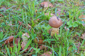 Mushroom boletus grows in the forest in early autumn