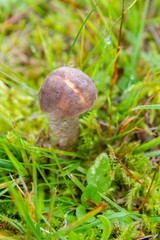 Mushroom boletus grows in the forest in early autumn