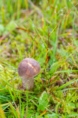 Mushroom boletus grows in the forest in early autumn