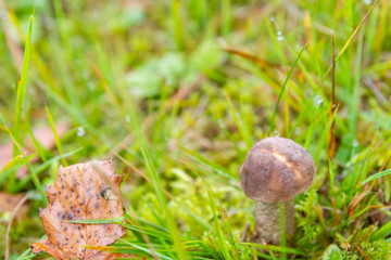 Mushroom boletus grows in the forest in early autumn