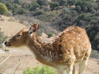 deers