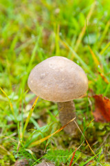 Mushroom boletus grows in the forest in early autumn