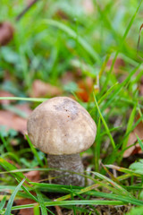 Mushroom boletus grows in the forest in early autumn