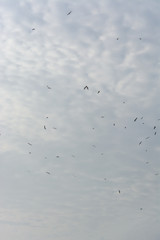 Seagulls flying in the air, Cabo Ledo, Luanda, Angola