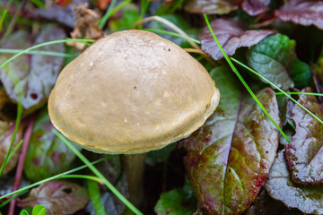 Mushroom boletus grows in the forest in early autumn