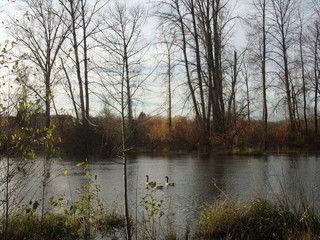 Fototapeta na wymiar Geese in River during Fall