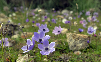 Purple flower field