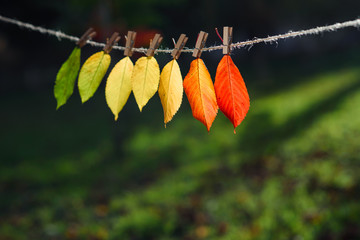 The autumn leaves transition from green to red on wooden clothespins and lace. The concept of...