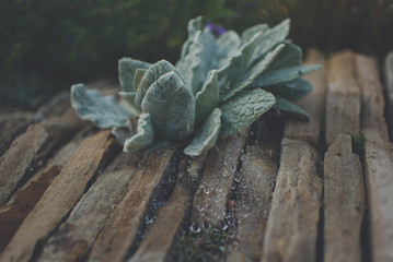 leaf with water drops
