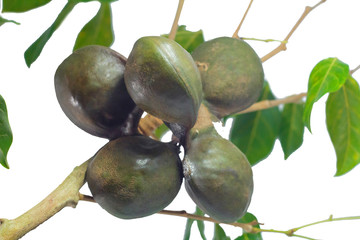 Vegetables in Southern Thailand popular white background, luk nieng, Djenkol bean fruit