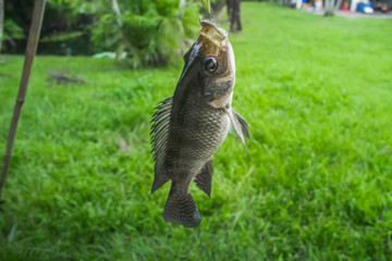 Fishing Nile Oreochromis niloticus in the pond from Phuket Thailand
