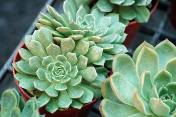 green cactus plants in pots, farm, garden