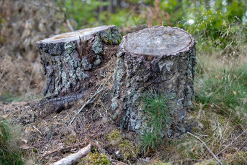 Obraz premium Old tree trunk in a deciduous forest. Mossy wooden logs lying in the thickets.