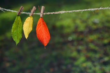 Three autumn leaves green, yellow, red on wooden clothespins and lace. The concept of changing the season.