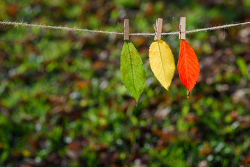 Three autumn leaves green, yellow, red on wooden clothespins and lace. The concept of changing the season.