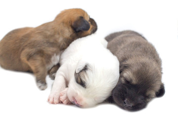 Puppies are cute Thai Bangkaew dogs 1 week. White background