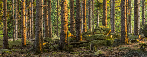 Rocky Forest of Spruce Trees in the warm light of the setting sun