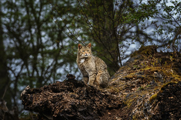 European wild cat (Felis silvestris) looking sweet in the forest
