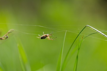 Close up of garden spider sitting on his web