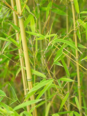 Bright green bamboo forest in morning sunlight (portrait format)