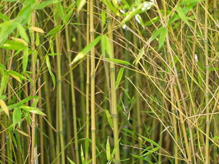 Fototapeta na wymiar Bright green bamboo forest in morning sunlight (landscape format)